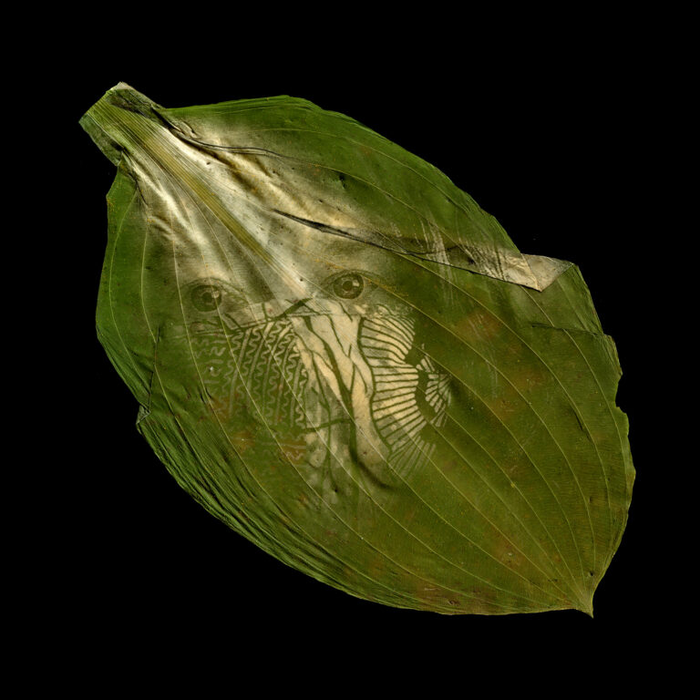 Megan Bent, 'Quarantine Day 280', 2021, Chlorophyll print on a hosta leaf