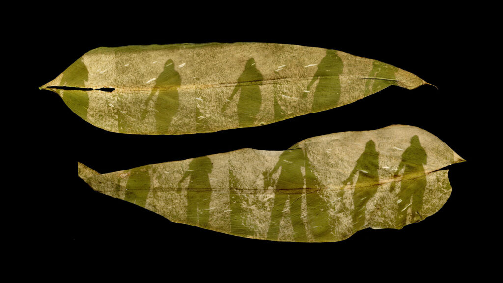 Megan Bent, 'Quarantine Day 450', detail, 2021, chlorophyll prints on calla lily leaves
