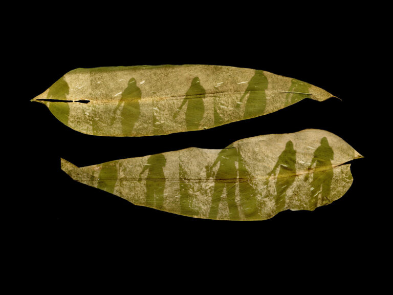 Megan Bent, 'Quarantine Day 450', 2021, chlorophyll prints on calla lily leaves