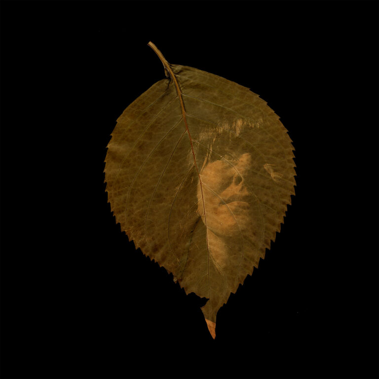 Megan Bent, 'Quarantine Day 7', 2020, Chlorophyll print on a hydrangea leaf