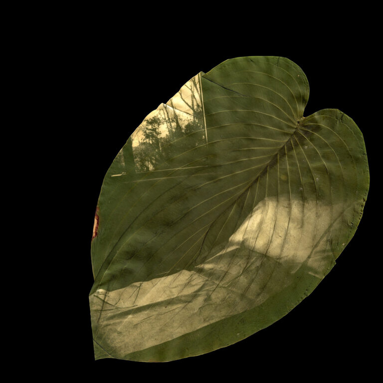 Megan Bent, 'Untitled (180,000 Lost and Counting) August 26', 2020, Chlorophyll print on a hosta leaf